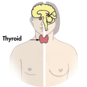 thyroid presented in the human throat