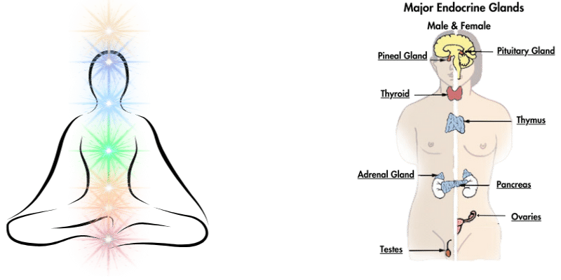 Chakras and Endocrine Glands