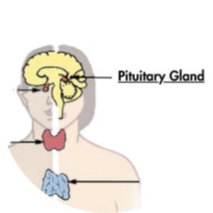 pituitary gland human body biology