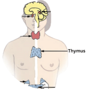 Heart Chakra Thymus Gland human biology